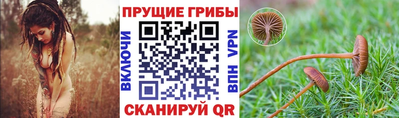 Псилоцибиновые грибы ЛСД  Павловская 